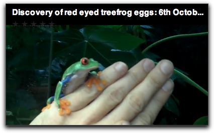 frog-RETFeggs
